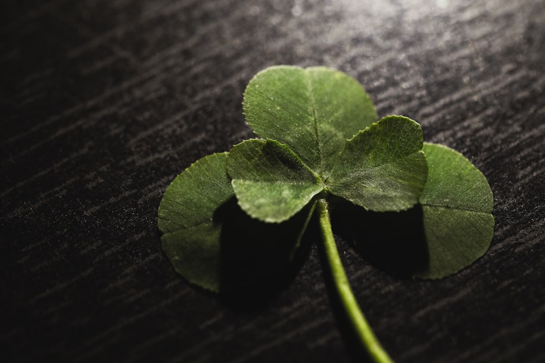 The Elusive 5 Leaf Clover: A Rare and Lucky Find